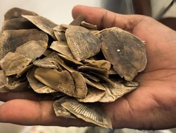 Jual Beli 30 Kg Sisik Trenggiling, Pria di Rohil Dibekuk Polisi Jual Beli 30 Kg Sisik Trenggiling, Pria di Rohil Dibekuk Polisi