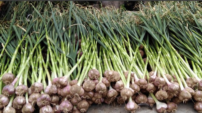 Bapanas Sebut Produksi Bawang Putih Bergerak Naik, Titiek Ingatkan Ini