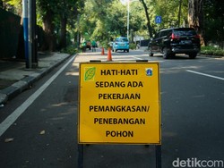 Cara Lapor Pohon Rawan Tumbang di Jakarta, Ini Ciri dan Poskonya