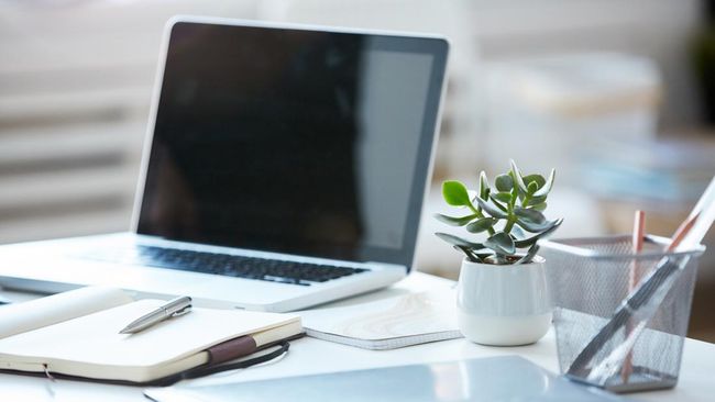 15 Rekomendasi Tanaman Hias untuk Meja Kantor, Minim Perawatan