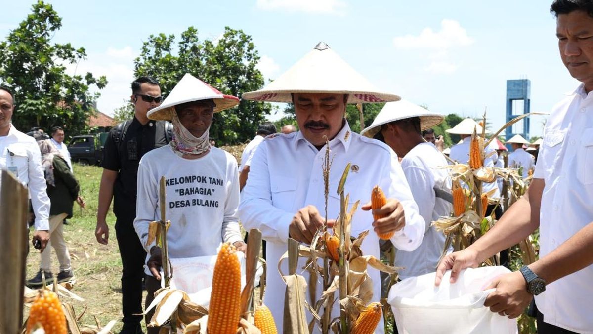 Dukung Ketahanan Pangan, Menteri Imipas Panen Raya Jagung di Sidoarjo