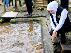 Khofifah Tinjau Budidaya Ikan Mas Punten Diskanla, Siap Kembangkan Masif Khofifah Tinjau Budidaya Ikan Mas Punten Diskanla, Siap Kembangkan Masif