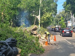 Pemprov DKI Minta Warga Tak Melintas-Berteduh di Dekat Pohon Saat Hujan Pemprov DKI Minta Warga Tak Melintas-Berteduh di Dekat Pohon Saat Hujan