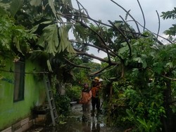 Hujan Deras di Bantul, Pohon-Bangunan Joglo Roboh Hujan Deras di Bantul, Pohon-Bangunan Joglo Roboh