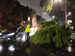 Hati-hati Ada Pohon Tumbang Depan GBK Arena, Lalin Tersendat Hati-hati Ada Pohon Tumbang Depan GBK Arena, Lalin Tersendat