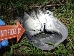 Warga Lampung Selatan Temukan Jasad Bayi dalam Tas Gendong Warga Lampung Selatan Temukan Jasad Bayi dalam Tas Gendong