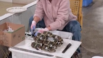 Cuaca Ekstrem China Hambat Perkembangan Kepiting Berbulu