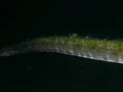 Ular Purba Terekam di Dasar Laut Dekat Pulau Komodo Ular Purba Terekam di Dasar Laut Dekat Pulau Komodo