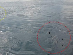 Laut Alor Mendadak Dingin! Bikin Ikan Pingsan dan Lumba-Lumba Bermunculan