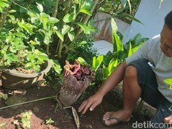 Bunga Bangkai Muncul di Ciamis, Warga: Tanda Awal Musim Hujan Bunga Bangkai Muncul di Ciamis, Warga: Tanda Awal Musim Hujan