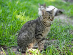 Cara Mengusir Kucing dengan Bahan Alami, Bisa Pakai 5 Hal Ini Cara Mengusir Kucing dengan Bahan Alami, Bisa Pakai 5 Hal Ini