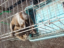 Kukang Turun ke Kota Tasikmalaya, Damkar Turun Tangan Kukang Turun ke Kota Tasikmalaya, Damkar Turun Tangan