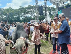 Buka Festival Sapi di Jember, Mentan Amran Salurkan Bantuan Pertanian Buka Festival Sapi di Jember, Mentan Amran Salurkan Bantuan Pertanian