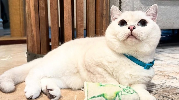 Mr. White membuktikan kalau ketenaran dan perjuangan bisa berjalan beriringan/Foto: Instagram.com/white_coffee_cat