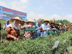 Bupati Deli Serdang Siapkan Swasembada Cabai dan Bawang Merah Bupati Deli Serdang Siapkan Swasembada Cabai dan Bawang Merah
