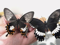 Kupu-kupu Ini Bisa Kendalikan Warna dan Pola Sayap, Studi Bongkar Rahasianya