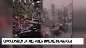 VIDEO: Cuaca Ekstrem Datang, Pohon Tumbang Mengancam