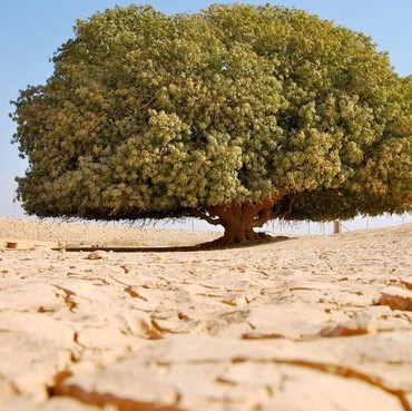 Sosok 'Sahabat' Nabi Muhammad yang Masih Hidup