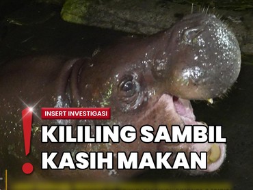 img-title Sensasi Berkunjung ke Ragunan Malam Hari, Bisa Lihat Hewan Nocturnal