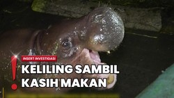 Sensasi Berkunjung ke Ragunan Malam Hari, Bisa Lihat Hewan Nocturnal