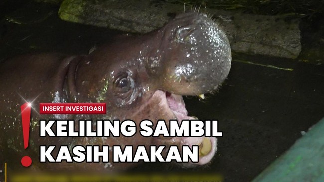 Sensasi Berkunjung ke Ragunan Malam Hari, Bisa Lihat Hewan Nocturnal
