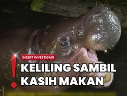 Sensasi Berkunjung ke Ragunan Malam Hari, Bisa Lihat Hewan Nocturnal