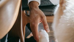 Begini Cara Eratkan Hubungan Hewan dan Pemilik yang Bisa Dicoba