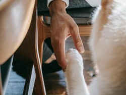 Begini Cara Eratkan Hubungan Hewan dan Pemilik yang Bisa Dicoba