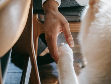 Begini Cara Eratkan Hubungan Hewan dan Pemilik yang Bisa Dicoba