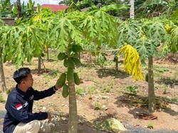 Inovasi SPPG Polda Kalsel, Menanam Pepaya untuk MBG di Lahan Sisa