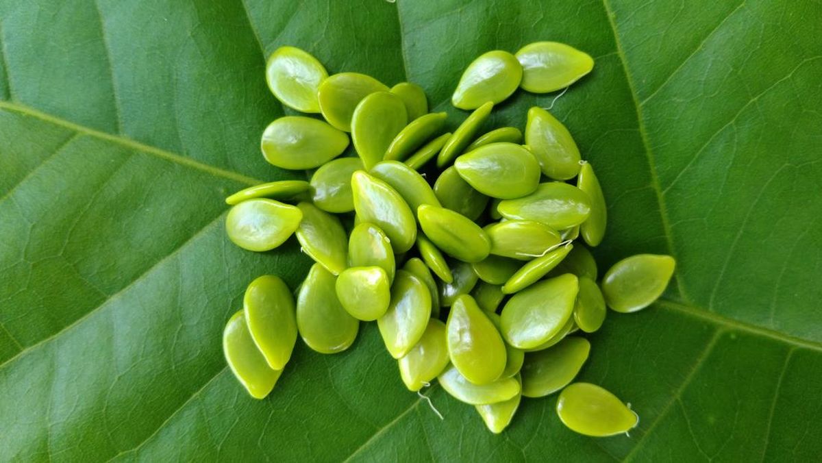 Kecil-kecil Cabe Rawit, Ini 9 Manfaat Kesehatan Petai Cina