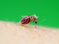 Pertama Kalinya, Spesies Nyamuk Tropis Ditemukan di Korea Selatan