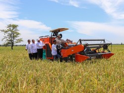 Harga Beras Turun di Semua Segmen, 2 Bulan Berturut-turut Terjadi Deflasi