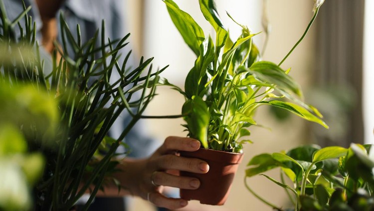 A woman tends to her indoor potted plants in a bright, cozy home. Ideal for themes of gardening, houseplant care, interior design, and green living.