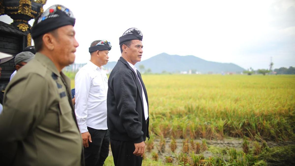 BPS Proyeksi Produksi Padi Bisa Tembus 60 Juta Ton di 2025, Naik 13,5%