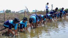 BRI Peduli Ajak Pelajar Tanam Mangrove dan Kelola Limbah Plastik