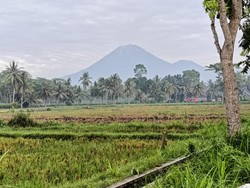 Gunung Semeru Erupsi 2 Kali, Kolom Abu Capai 600 Meter