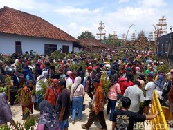Serunya Rebutan Ribuan Bibit Tanaman di Festival Kebonkliwon Magelang
