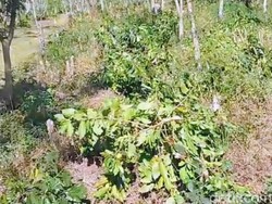 Nestapa Buruh PTPN Ijen Kehilangan Nafkah Usai 174 Ribu Pohon Kopi Dirusak