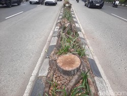 Akhir Riwayat Pohon-pohon Palem Tua di Pondok Indah