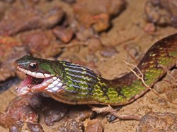 Hewan-hewan Ini Makan Racun tapi Tidak Mati, Kok Bisa?