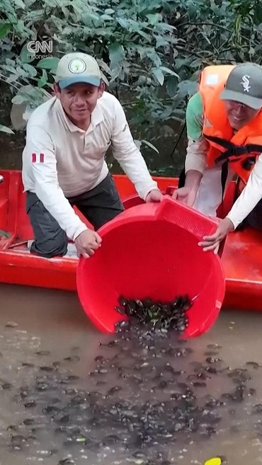 Ribuan Bayi Penyu Taricaya Dilepaskan di Amazon Peru
