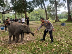 Kapolda Riau Kunjungi TWA Buluh Cina Sambil Patroli, Bawa Pakan buat Gajah