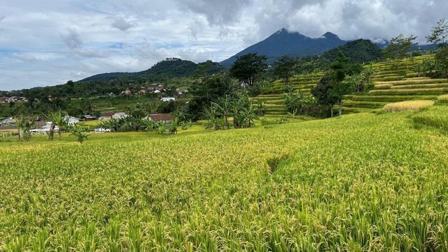 Pakar Pangan dari Universitas Indonesia, Ninasapti Triaswati menyebut, pertanian juga berperan penting dalam membuka lapangan kerja.