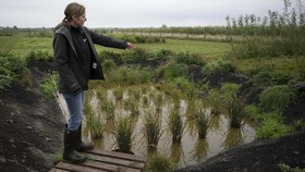 FOTO: Momen Langka Padi Berhasil Dipanen di Inggris
