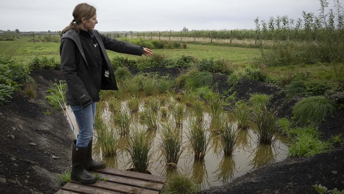 FOTO: Momen Langka Padi Berhasil Dipanen di Inggris