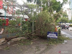Kesenggol Truk Molen, Pohon Ceri di Slipi Tumbang Diterpa Angin