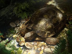 Fosil Nenek Moyang Kura-kura Hutan Asia Ditemukan di Eropa, Kok Bisa?