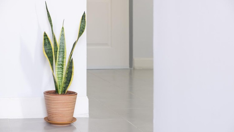Sansevieria trifasciata snake plant decorating against wall.