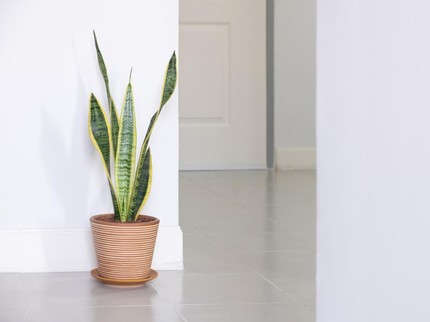 Posisi Terbaik Menaruh Lidah Mertua di Rumah agar Tarik Kekayaan